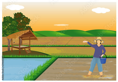 farmer sows manure in paddy field vector design