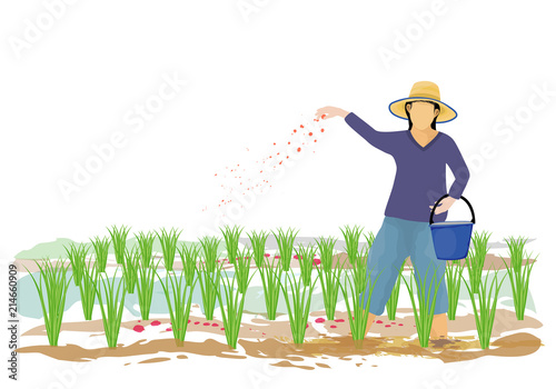 farmer sows fertilizer in paddy field vector design