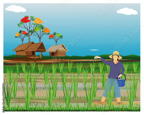 farmer sows manure in paddy field vector design
