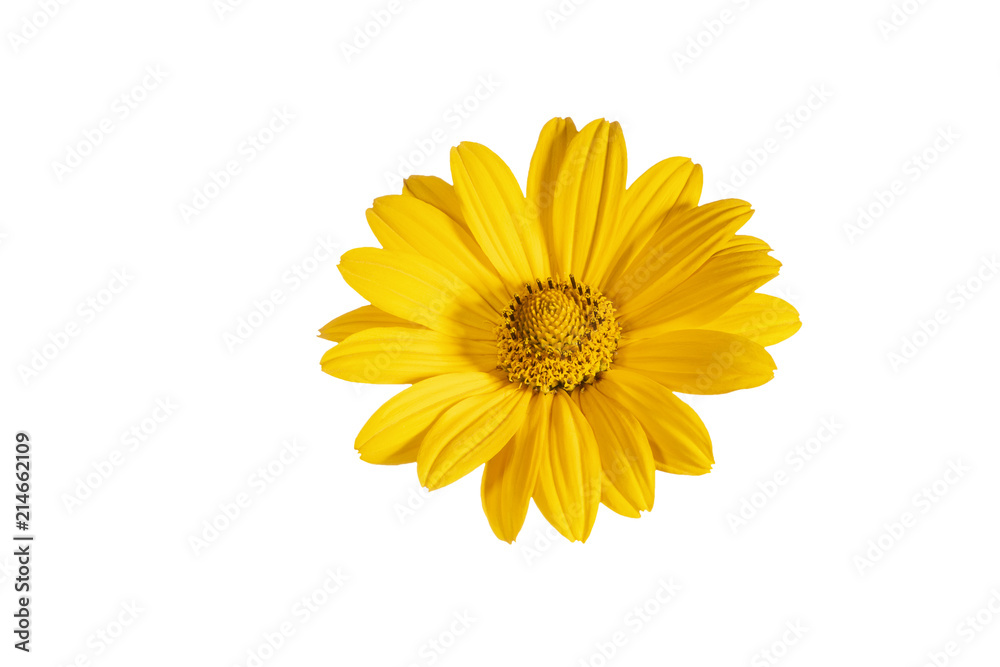 Yellow flower of heliopsis isolated on white background Yellow flower of heliopsis isolated on white background