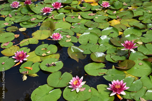 Fototapeta Pink Water Lilies in Lagoon