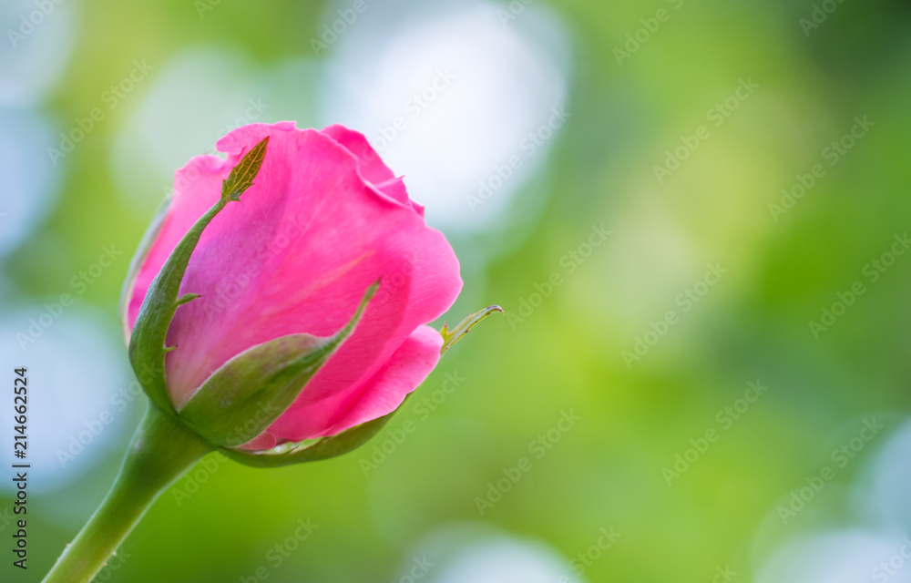 Gentle pink bud in a summer sunny garden. Festive card Gentle pink bud in a summer sunny garden. Festive card