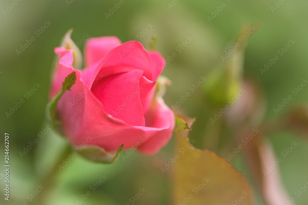 Delicate pink bud in the summer garden