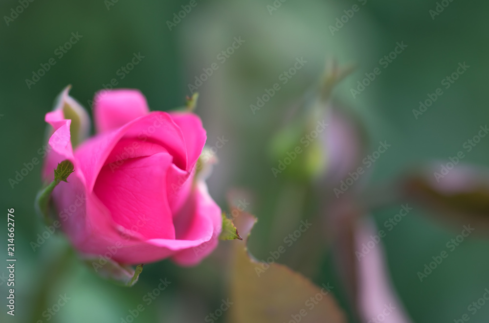 Gentle pink bud in the summer garden. Festive card Gentle pink bud in the summer garden. Festive card