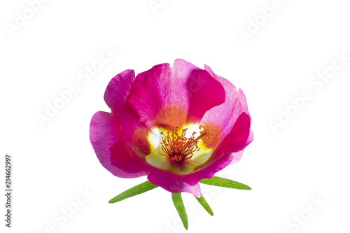 Beautiful flower  isolated  on a white background, Portulaca grandiflora.
