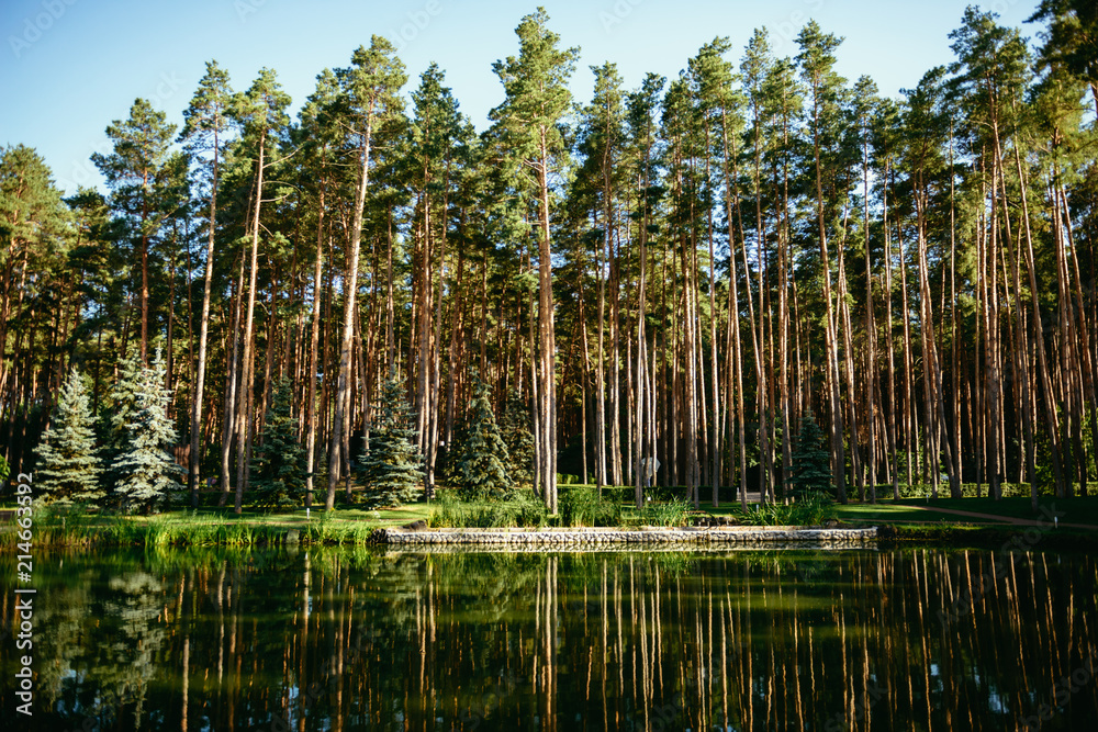 Pine trees in forest summer autumn nature outdoors Pine trees in forest summer autumn nature outdoors