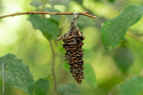Abbot's bagworm moth (Oiketicus abbotii) stick cocoon hanging from branch, closeup - Davie, Florida, USA