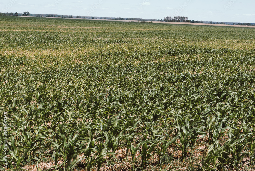 Corn field with young plants on fertile soil, a closeup with vibrant green on dark brown
