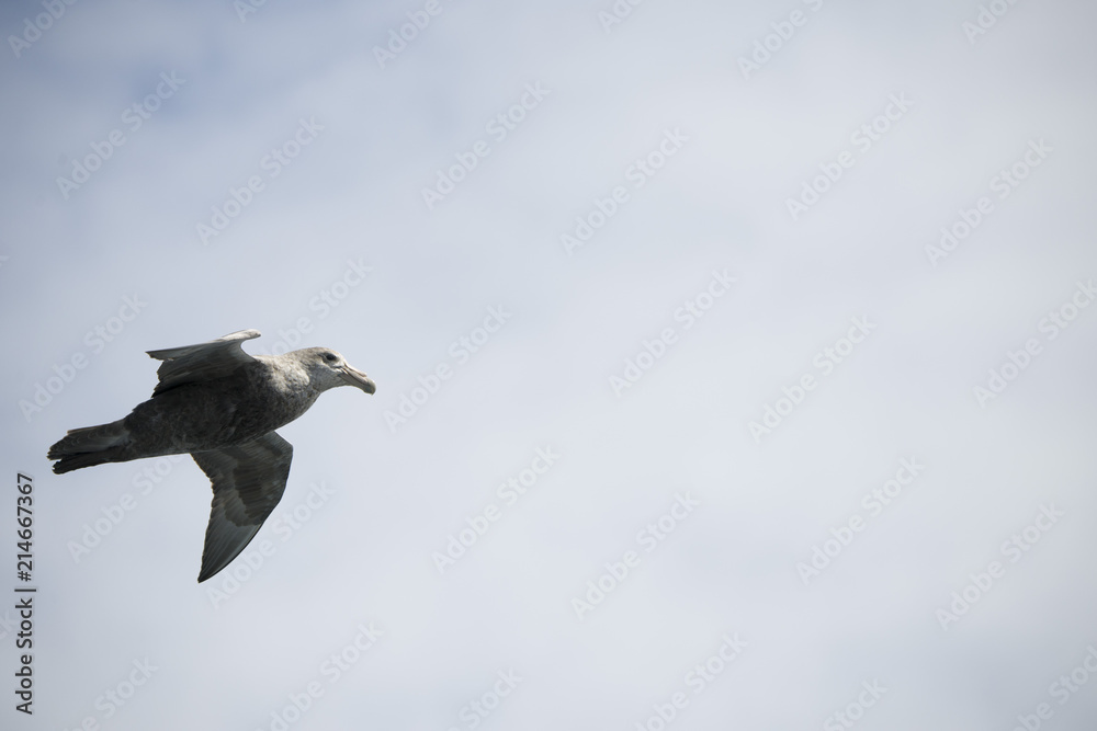 Antarctica birds flying against a clear blue sky Antarctica birds flying against a clear blue sky
