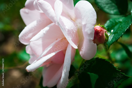 close up of pink rose petals. Selective focus. Flowers background