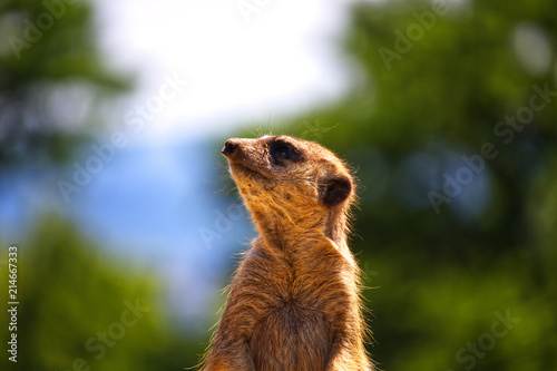 Meerkat