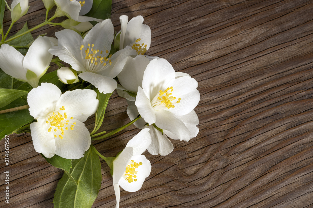 Branches of blossoming jasmine on an old wooden table Branches of blossoming jasmine on an old wooden table