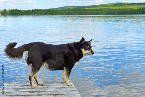 Lapponian herder (Lapinporokoira or Lapp Reindeer dog or Lapsk Vallhund)  against blue lake. Finnish Lapland photo