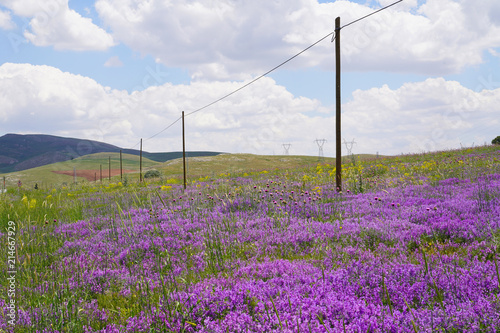 Great landscape with vicia cracca flower in nature, central Turkey