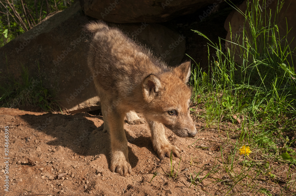 Grey Wolf (Canis lupus) Pup in Front of Den
