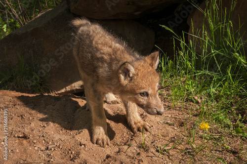 Grey Wolf  Canis lupus  Pup in Front of Den