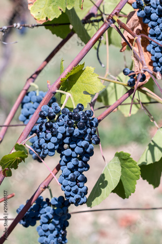 grappe de raison d'un vignoble de toscane en italie