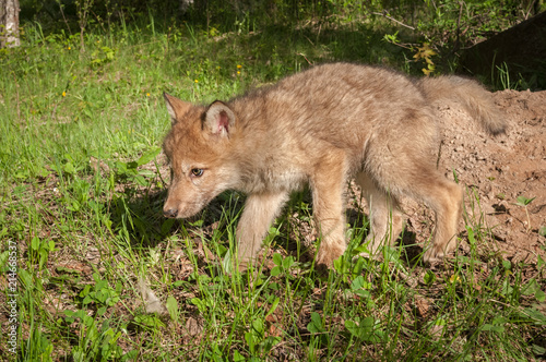 Grey Wolf (Canis lupus) Pup Walks Left © geoffkuchera