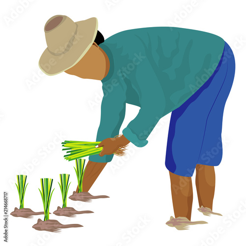 farmer transplant rice vector design