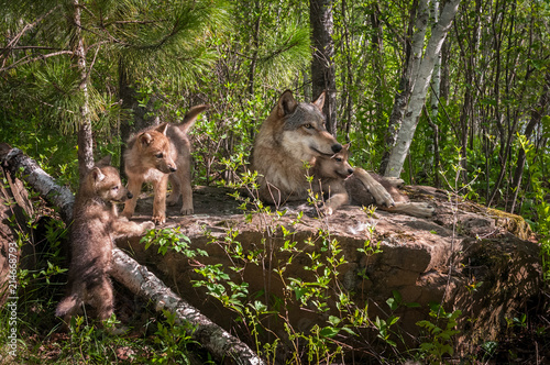 Grey Wolf (Canis lupus) Family on Rock photo