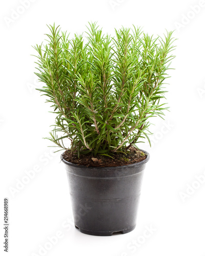 rosemary  plant in black pot isolated on white background