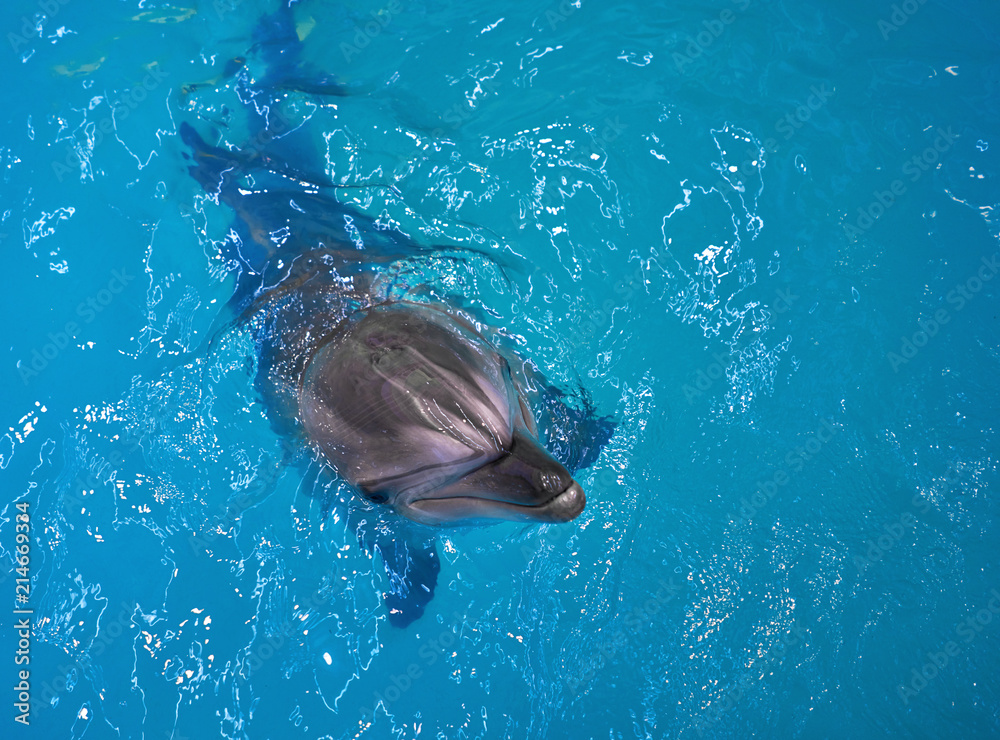 Obraz premium Dolphin swims in the sea 