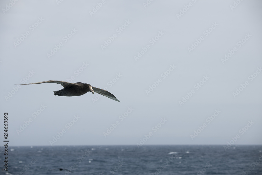 Naklejka premium Antarctica birds flying against a clear blue sky