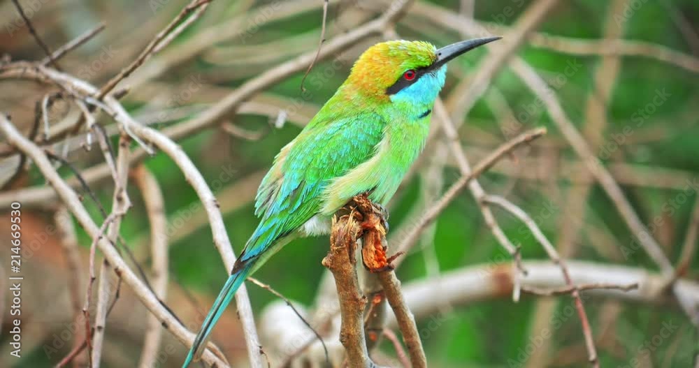 Beautiful Bee-eater bird on tree branch close up view. Sri Lanka exotic animal. Yala National park wildlife safari and birdwatching tour Beautiful Bee-eater bird on tree branch close up view. Sri Lanka exotic animal. Yala National park wildlife safari and birdwatching tour
