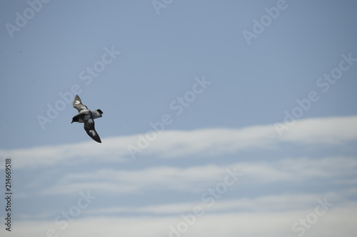 Antarctica birds flying against a clear blue sky