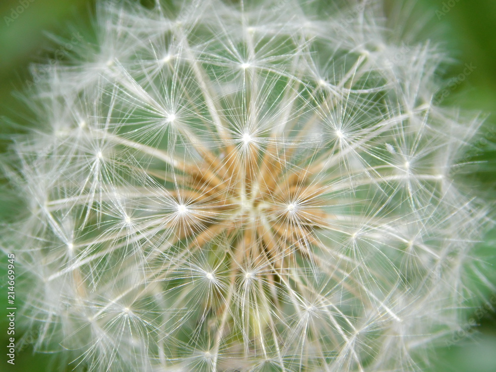 Beautiful Close up picture of white dandelion,also known as Taraxacum erythrospermum in Latin Beautiful Close up picture of white dandelion,also known as Taraxacum erythrospermum in Latin