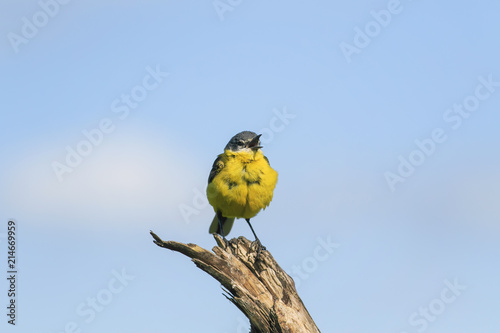 portrait of a bright yellow bird male Wagtail singing a song sitting on a bra...