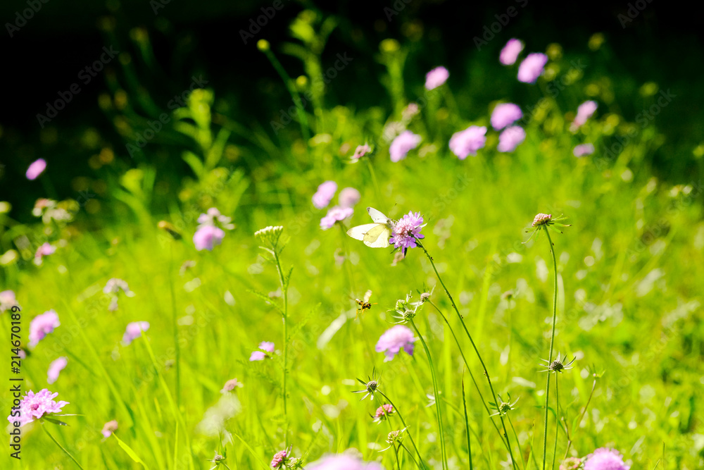 Fiori di campo