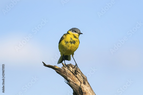 bright yellow bird male Wagtail  sitting on a branch in a summer meadow again...