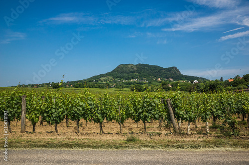 Vineyards in Kisapati, Veszprem, Hungary photo