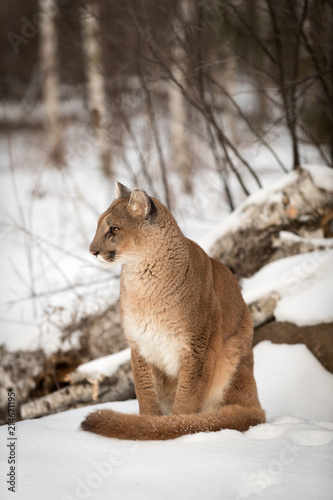 Adult Female Cougar (Puma concolor) Profile Sit