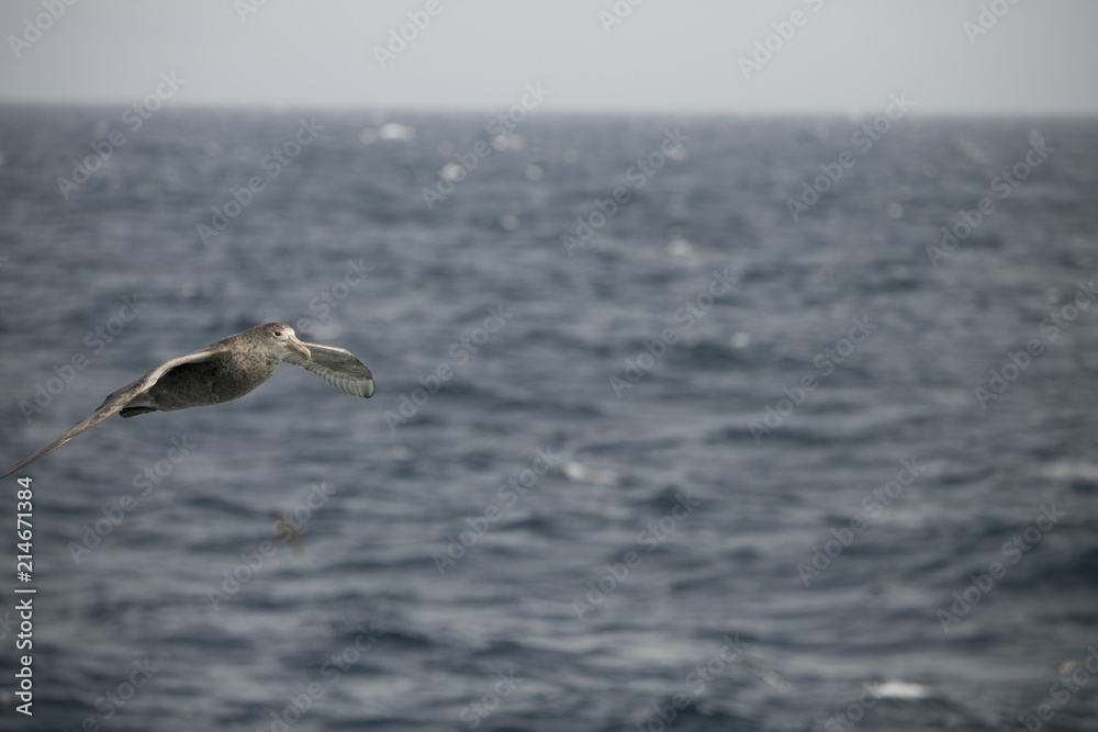 Antarctica birds flying against the ocean to catch some fish