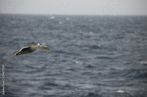 Antarctica birds flying against the ocean to catch some fish