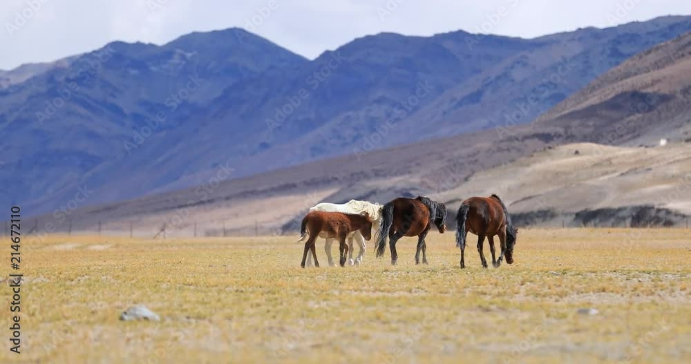 Horses on grassland in Himalaya mountains in Ladakh, north India. Herd of domestic animals walk near hill slopes