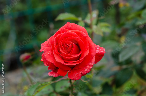 Red roses, petals with drops of dew. Intense red like the perfume that these roses give off in the park where they have flowered.