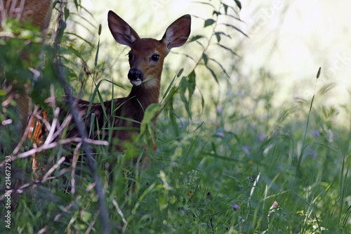 Cerf de Virginie  photo