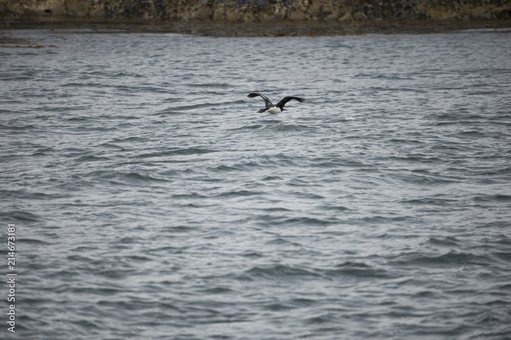 A flying bird about to catch some fish in Antarctica
