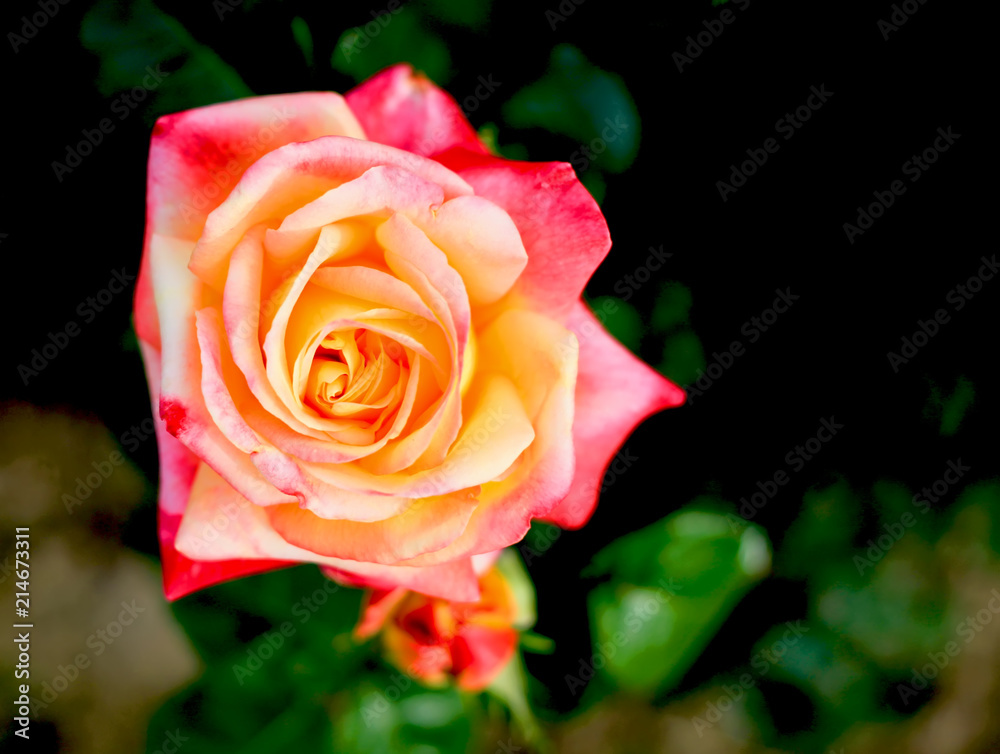 Art photo rose petals isolated on the natural blurred background with clipping path. Closeup. For design, texture, background. Nature. Art photo rose petals isolated on the natural blurred background with clipping path. Closeup. For design, texture, background. Nature.
