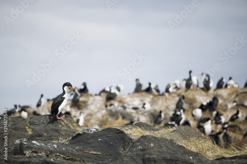 Beautiful shots of a migratory birds in Antarctica © Jared
