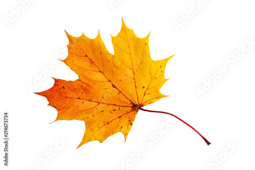 Red  yellow maple leaf on white background