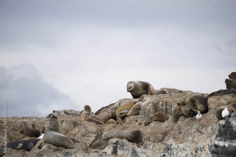 Fototapeta premium A seal on the rocks of Antarctica