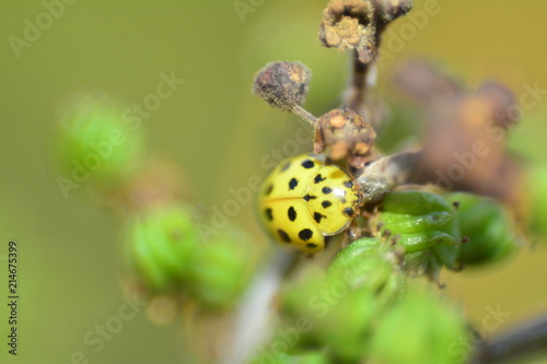 Gelber Marienkäfer auf Pflanze in grüner Natur photo