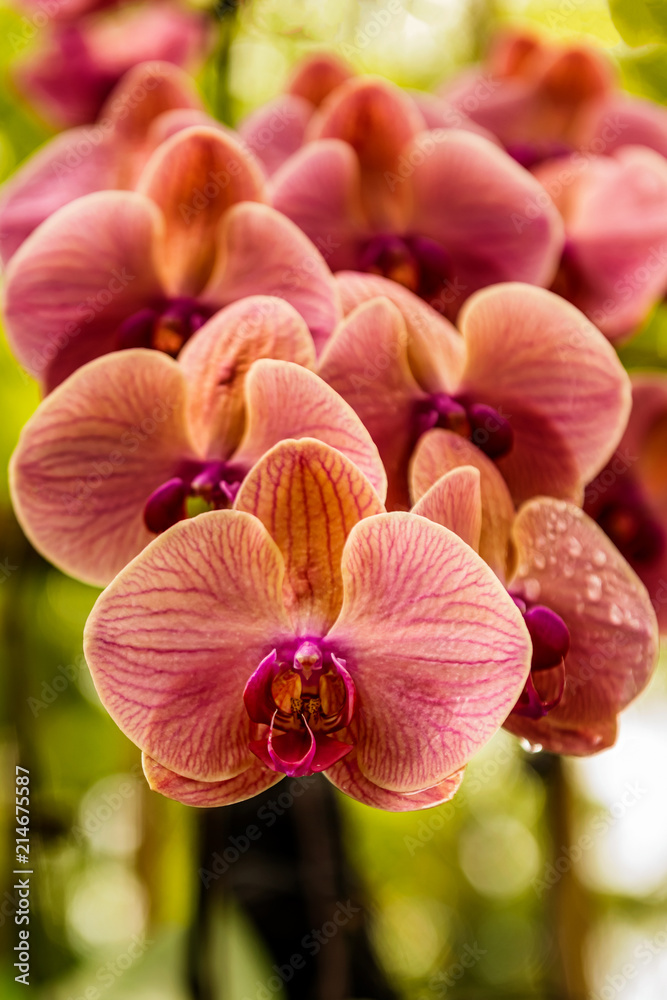 Tropical orchid discount