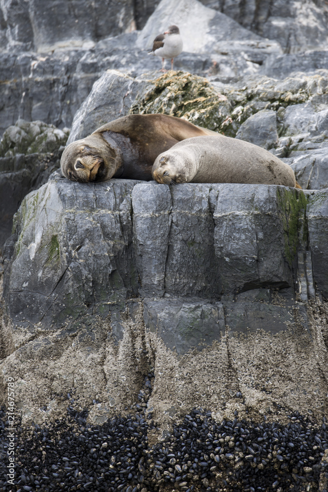 Fototapeta premium Some Antarctic seals lounging on top of each other on the rocks
