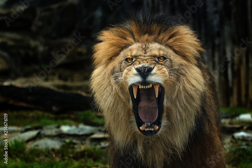Fototapeta Naklejka Na Ścianę i Meble -  The Berber Lion with open mounth.