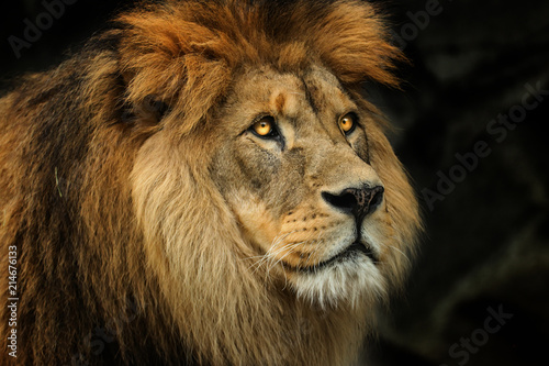 Fototapeta Naklejka Na Ścianę i Meble -  Profile Berber lion